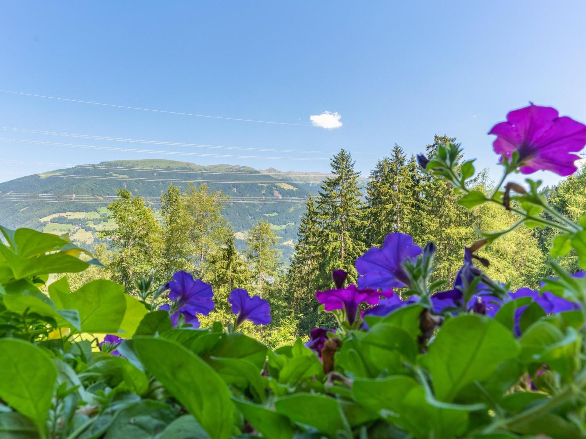 Wieshof Kaltenbach Rom bilde