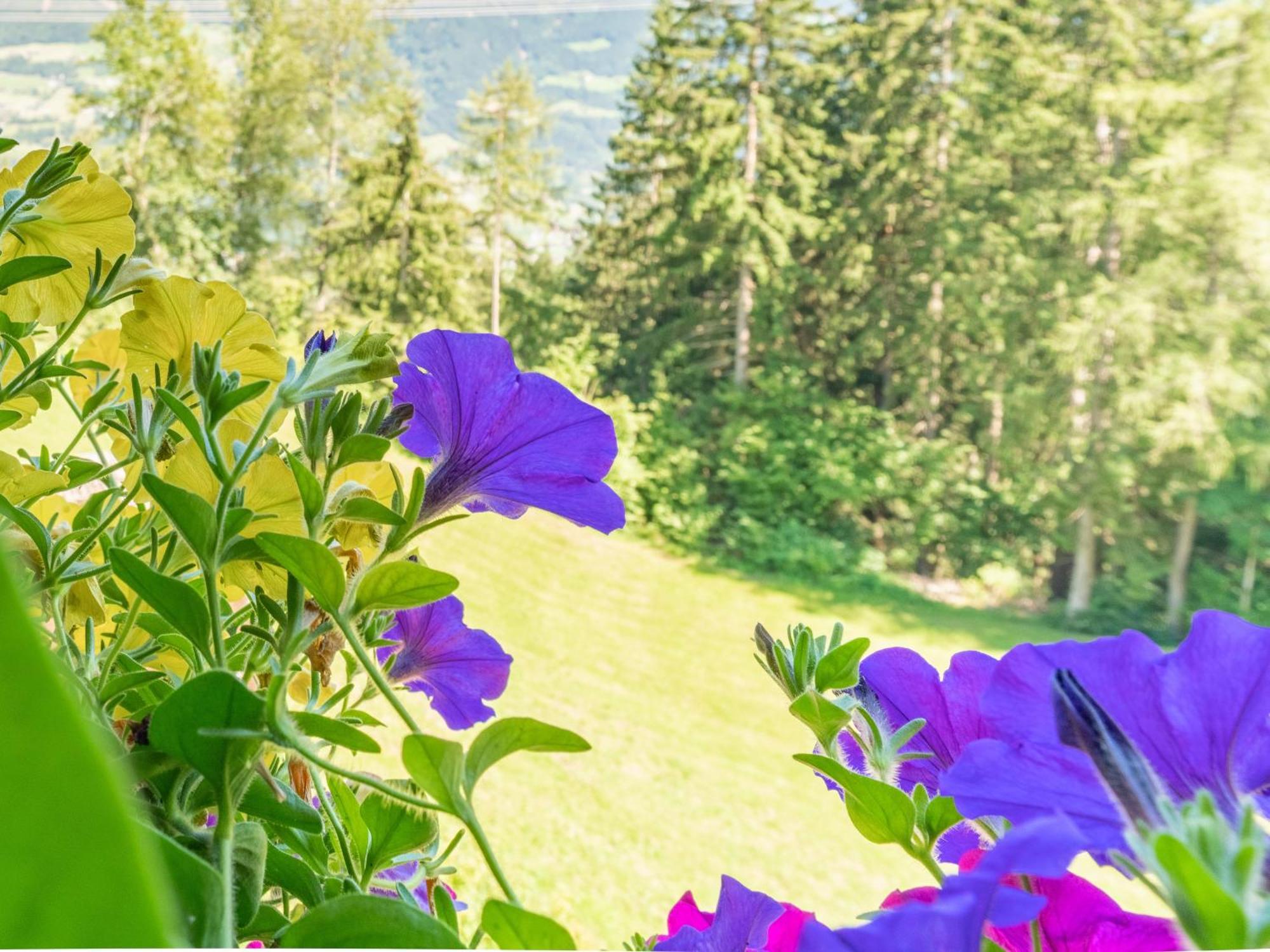 Wieshof Kaltenbach Rom bilde